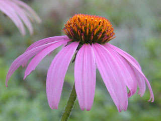 Echinacea Purple Cone 100 Echinacea Seeds