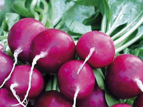 RADISH SEEDS - PURPLE PLUM 100 RADISH SEEDS