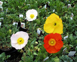 SAN REMO POPPY SEEDS -100 POPPY SEEDS
