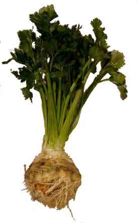 CELERY ROOT  - 100 CELERY ROOT HERB SEEDS