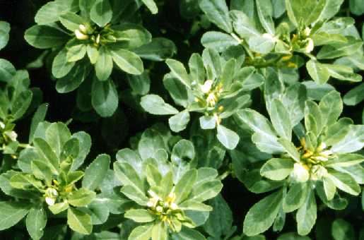 Fenugreek Herb - 50 Fenugreek Seeds