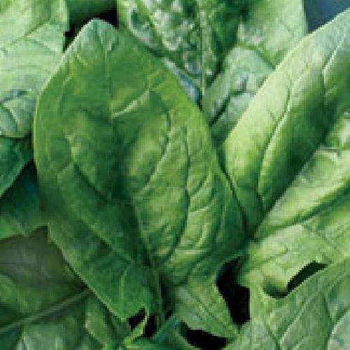 SPINACH SEEDS VIROFLAY - 100 SPINACH SEEDS