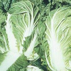 CHINESE CABBAGE MICHILLI - 200 CHINESE CABBAGE SEEDS
