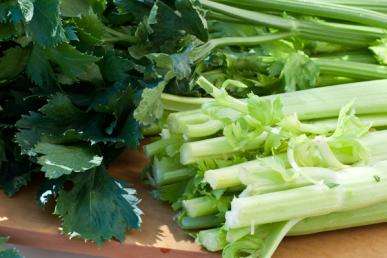 Celery Seeds Utah - 500 Celery Seeds