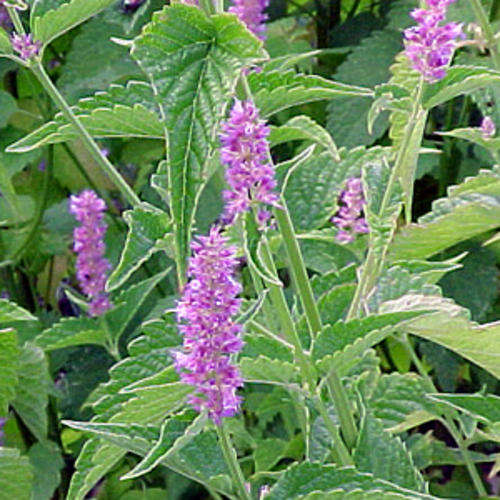 Anise Seeds - 75 Anise Seeds