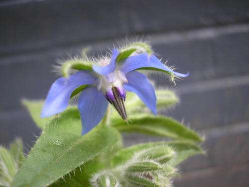 Borage Seeds - 10 Grams Bulk Borage Seeds