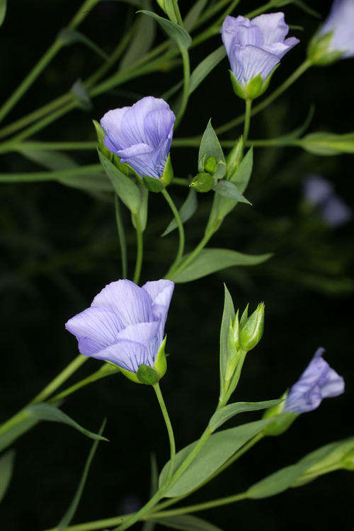 LINSEED SEEDS - 200 LINSEED SEEDS