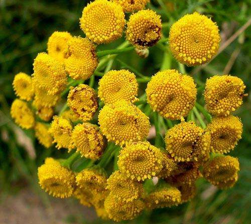 TANSY SEEDS - 250 TANSY SEEDS