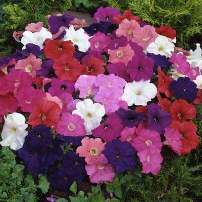 PETUNIA SEEDS "MAMBO MIX" - 20 PETUNIA SEEDS