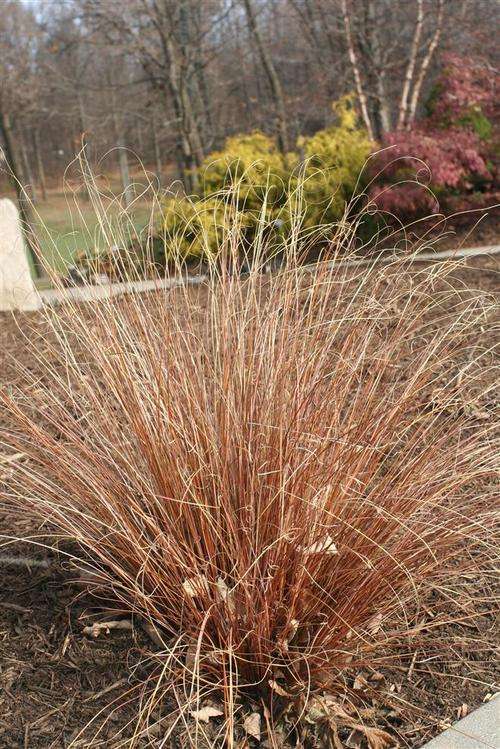 GRASS SEED CAREX RED ROOSTER - 10 GRASS SEEDS