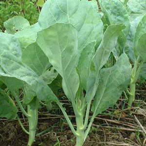 KALE SEEDS CHOU MOULLIER - 10GM BULK KALE SEEDS