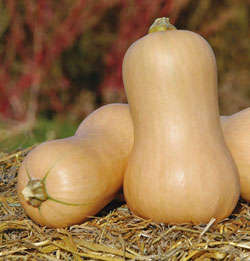 SQUASH BUTTERNUT WALTHAM - 15 SQUASH BUTTERNUT SEEDS