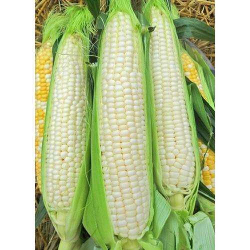 Sweetcorn Seeds Stowell`s Evergreen - 20 Vegetable Seeds