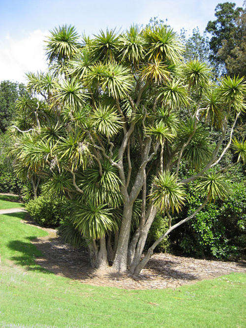 CORDYLINE SEEDS "AUSTRALIS" - 10 CORDYLINE SEEDS