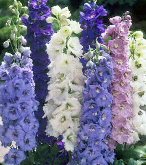DELPHINIUM SEEDS PACIFIC MIX - 50 DELPHINIUM SEEDS