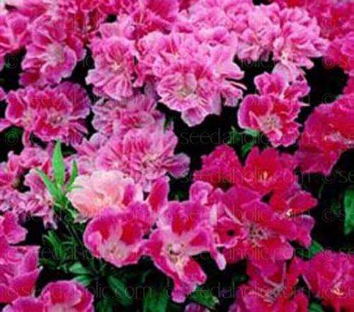Godetia Seeds Azaleaflora Double Mix - 1 Gram Of Seeds