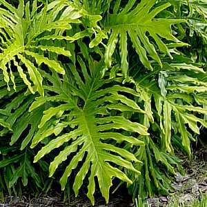 PHILODENDRON SEEDS "SELLOUM" - 10 PHILODENDRON SEEDS