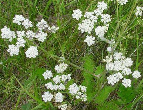 CARAWAY SEEDS - 50 CARAWAY SEEDS