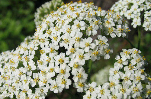 YARROW ACHILLEA WILD SEEDS - 2000+ YARROW SEEDS