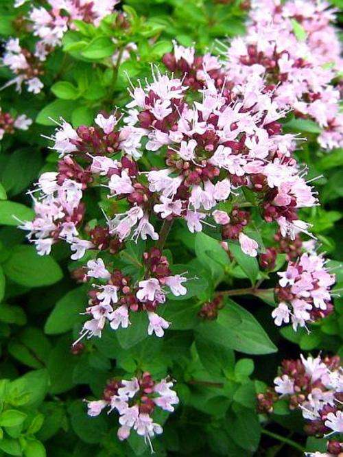 OREGANO WILD MARJORAM SEEDS - 100 OREGANO SEEDS