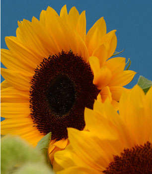HELIANTHUS SUNFLOWER SEEDS "SUNRICH ORANGE" - 20 SEEDS