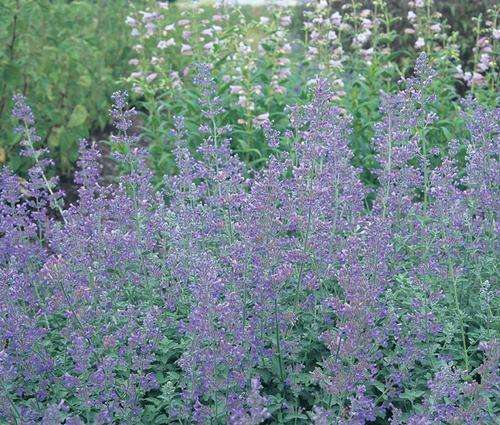 NEPETA CATMINT SEEDS "MAUVE CATMINT' - 50 NEPETA SEEDS