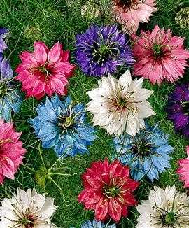 NIGELLA SEEDS "PERSIAN JEWEL MIX" - 50 NIGELLA SEEDS