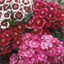 DIANTHUS PERSIAN CARPET MIX - 100 DIANTHUS SEEDS