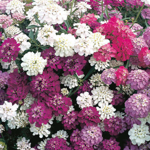 CANDYTUFT SEEDS DWARF FAIRY MIX - 200 CANDYTUFT SEEDS
