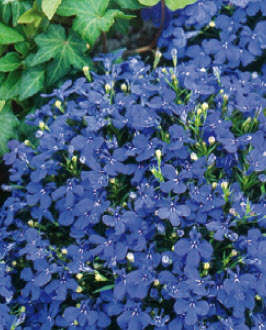 LOBELIA SEEDS EMPEROR WILLIAM - 100 LOBELIA SEEDS