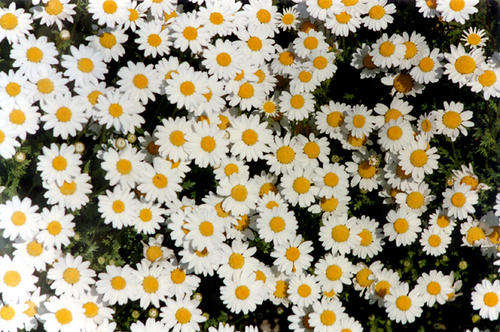 Chrysanthemum Seeds Paludosum White - 1/2 gram Chrysanthemum Seeds
