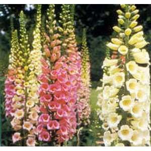 FOXGLOVE SEEDS DWARF FOXY MIX - 100 FOXGLOVE SEEDS