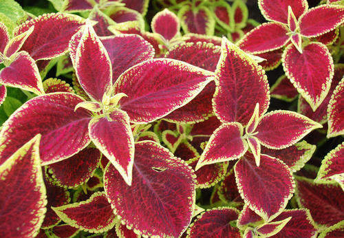 COLEUS SEEDS WIZARD SCARLET - 100 COLEUS SEEDS