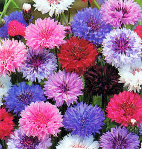 CORNFLOWER BALL MIX - 100 CORNFLOWER SEEDS