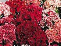 SWEET WILLIAM SEEDS SUPER DUPLEX MIX - 200 SWEET WILLIAM SEEDS