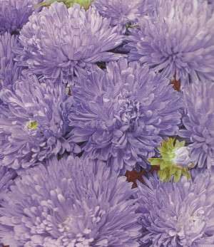 ASTER SEEDS COLOUR CARPET LIGHT BLUE - 100 ASTER SEEDS