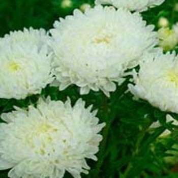 ASTER SEEDS COLOUR CARPET WHITE - 200 ASTER SEEDS