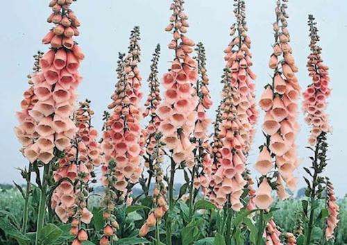 FOXGLOVE SEEDS APRICOT - 200 FOXGLOVE SEEDS