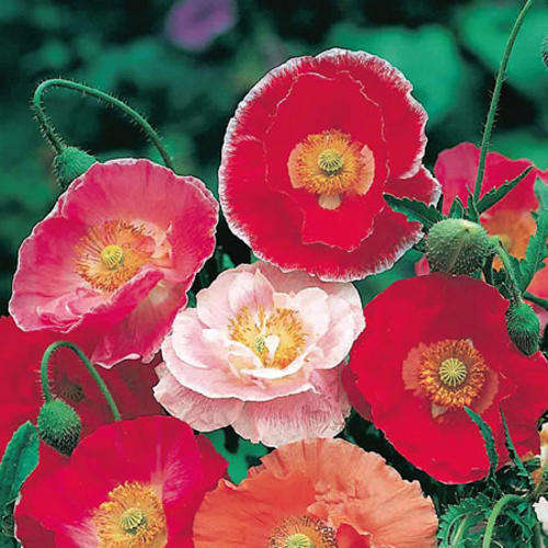 Poppy Seeds Shirley Double - 1 Gram Bulk Poppy Seeds