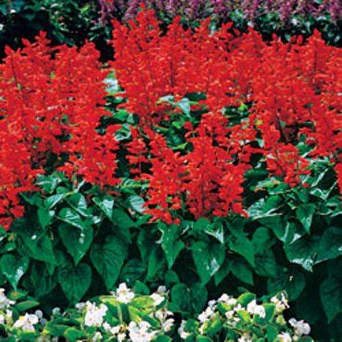 SALVIA SEEDS EARLY BONFIRE - 100 SALVIA SEEDS