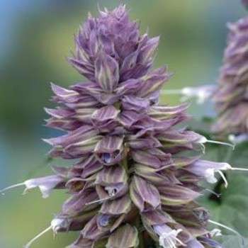SALVIA SEEDS BLUE RIBBON - 10 SALVIA SEEDS