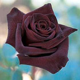 ROSE SEEDS BLACK ROSE - 10 ROSE SEEDS