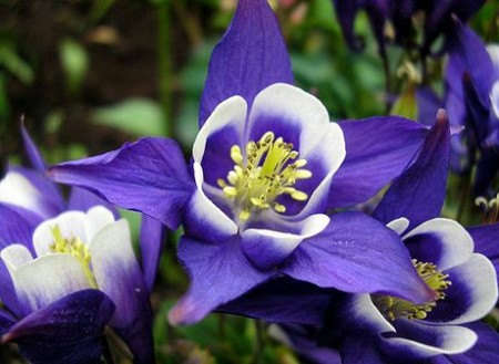 AQUILEGIA SEEDS GIANT PURPLE STAR - 30 AQUILEGIA SEEDS