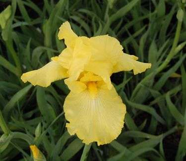 IRIS SEEDS YELLOW IRIS - 10 IRIS SEEDS
