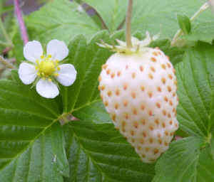 STRAWBERRY SEEDS WHITE ALPINE - 10 STRAWBERRY SEEDS