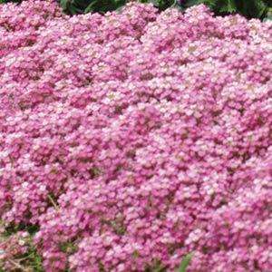 ALYSSUM SEEDS EASTER BONNET DEEP PINK - 100 ALYSSUM SEEDS