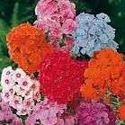 PHLOX SEEDS GRANDIFLORA CHOICE MIX - 200 PHLOX SEEDS