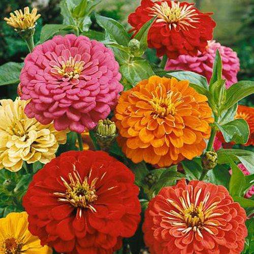 ZINNIA SEEDS FLOWER FORM MIX - 100 ZINNIA SEEDS