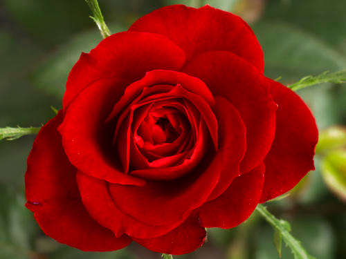 ROSE SEEDS RED ROSE - 10 ROSE SEEDS