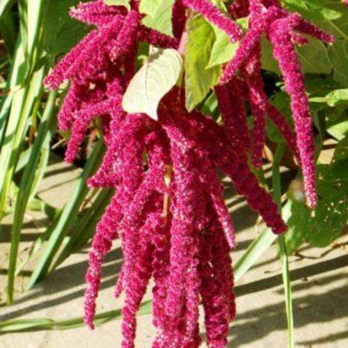 AMARANTHUS SEEDS "LOVE LIES BLEEDING - 50 AMARANTHUS SEEDS